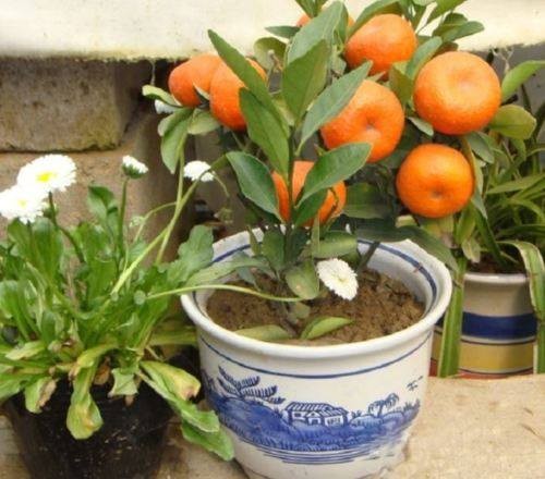 Horse manure 50rs klo - 2 - Other Animals  on Aster Vender