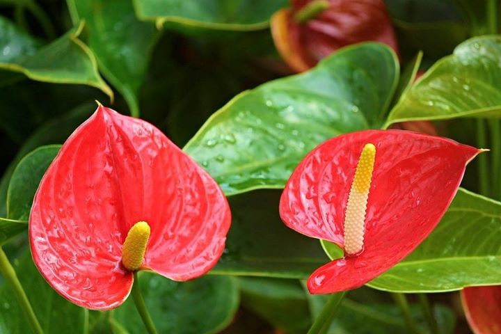 Genda, anthurium and pepper plants - 0 - Plants and Trees  on Aster Vender