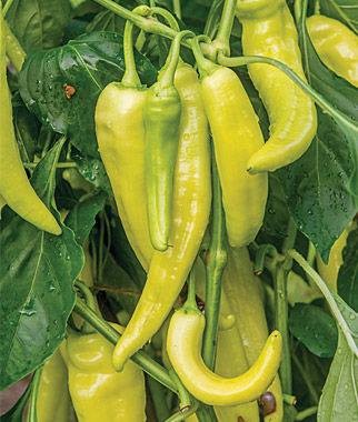 Genda, anthurium and pepper plants - 4 - Plants and Trees  on Aster Vender