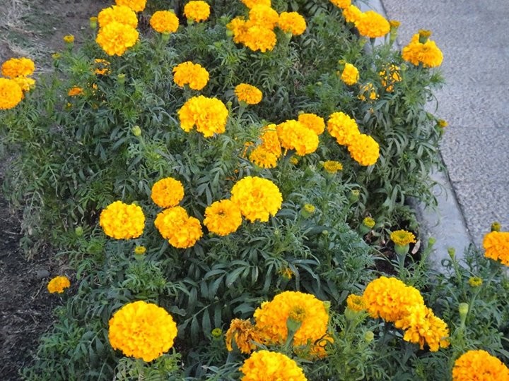 Genda plants and flowers - 1 - Plants and Trees  on Aster Vender