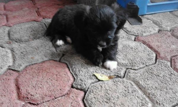 Griffon puppies for sale. - 4 - Dogs  on Aster Vender