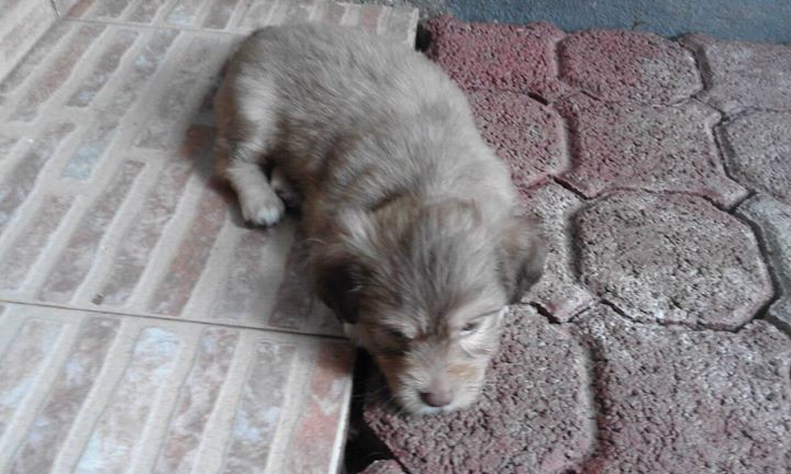 Griffon puppies for sale. - 3 - Dogs  on Aster Vender