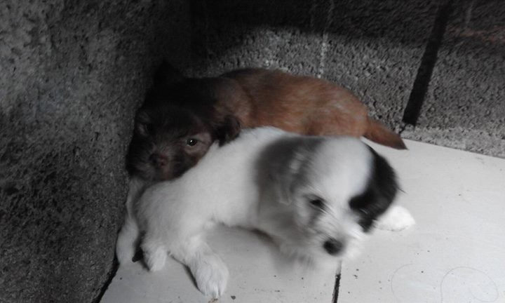 Griffon puppies for sale. - 2 - Dogs  on Aster Vender