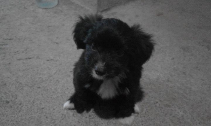 Griffon puppies for sale. - 1 - Dogs  on Aster Vender