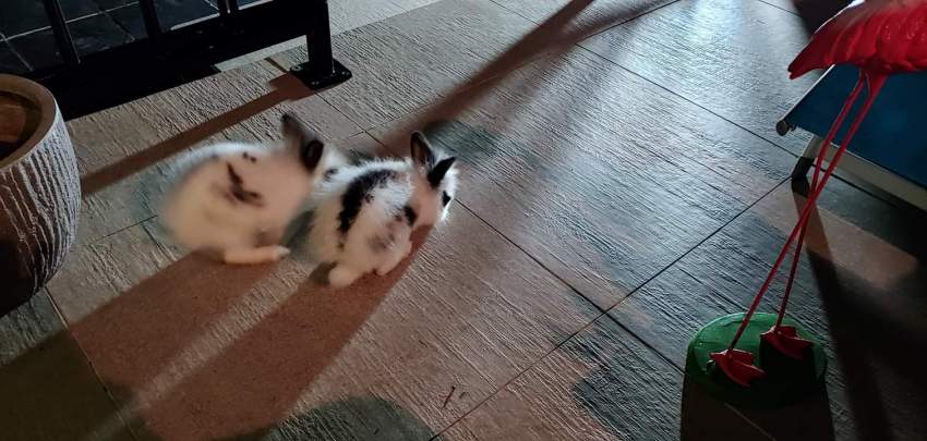 Rabbit x 2, B&White on Aster Vender