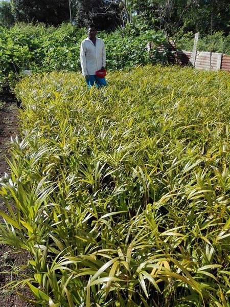 Decorative plants - 5 - Plants and Trees  on Aster Vender