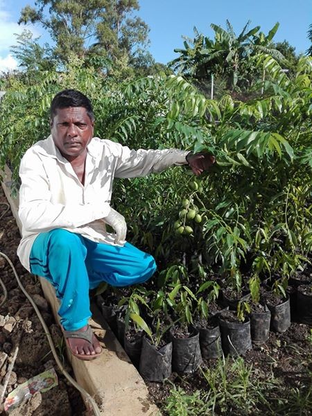 Decorative plants - 1 - Plants and Trees  on Aster Vender