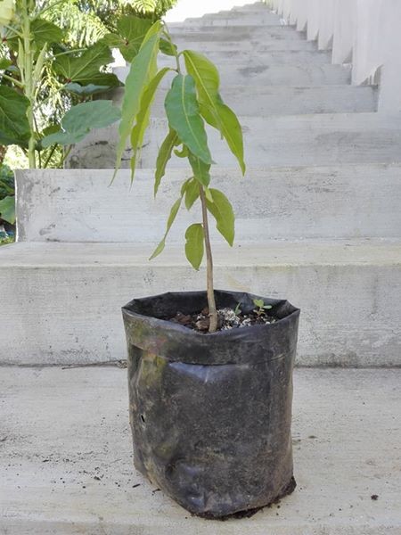 Decorative plants - 4 - Plants and Trees  on Aster Vender