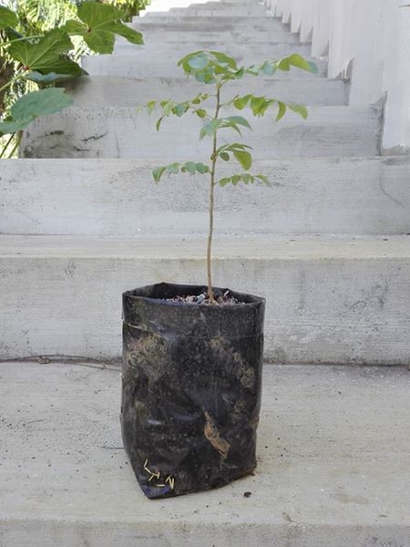 Decorative plants - 3 - Plants and Trees  on Aster Vender