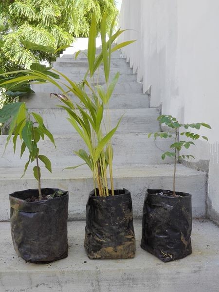 Decorative plants - 2 - Plants and Trees  on Aster Vender