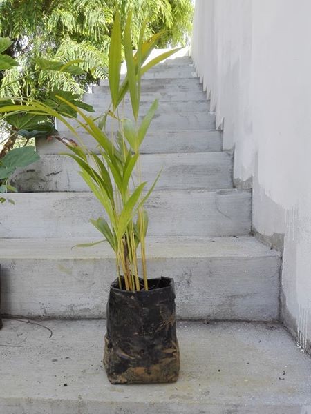 Decorative plants - 0 - Plants and Trees  on Aster Vender