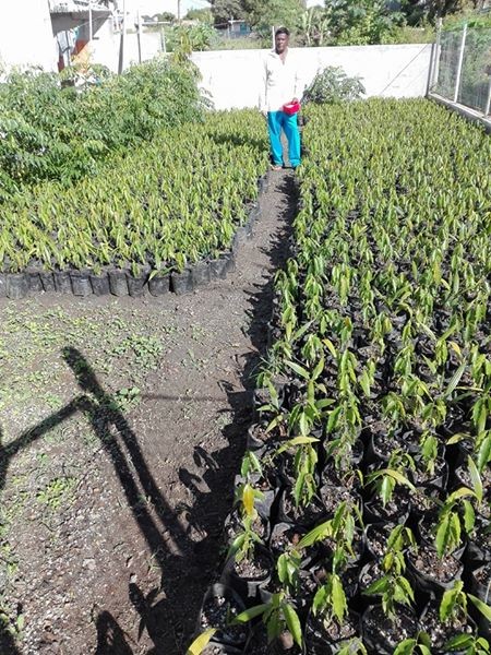 Decorative plants - 7 - Plants and Trees  on Aster Vender