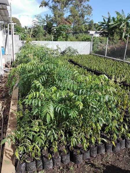 Decorative plants - 6 - Plants and Trees  on Aster Vender