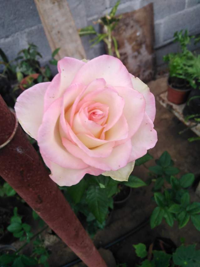 Rose plant - 0 - Plants and Trees  on Aster Vender