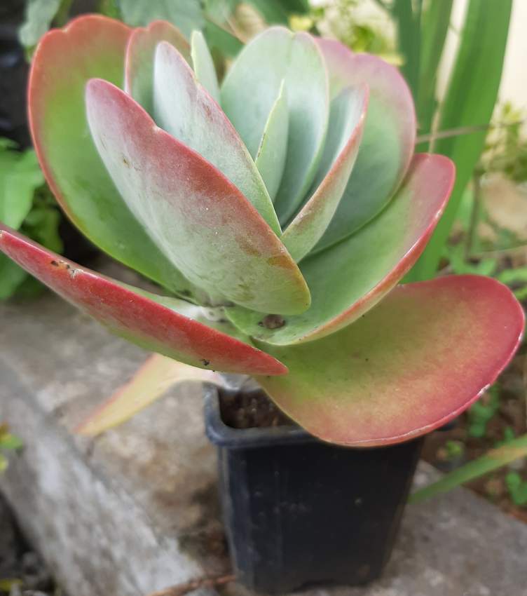Fleur corail ( en forme de rose ) - 1 - Plants and Trees  on Aster Vender