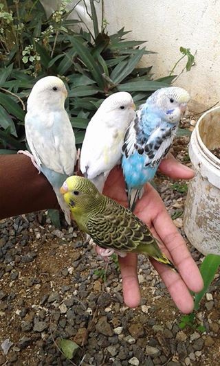 A vend PERRUCHE aprivoiser RS 700 UNITER / RS 1200 PR CALL 58610146 - 0 - Birds  on Aster Vender