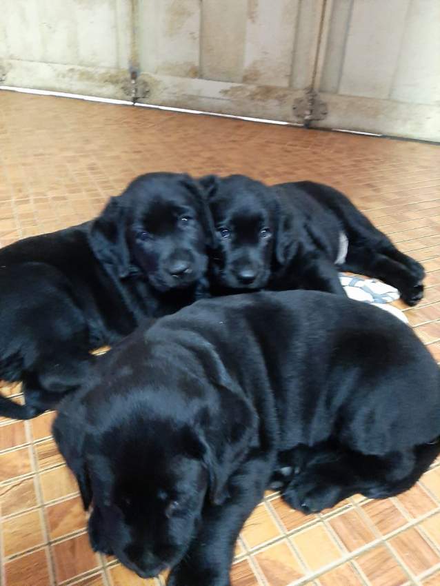 Labrador puppies - 1 - Dogs  on Aster Vender