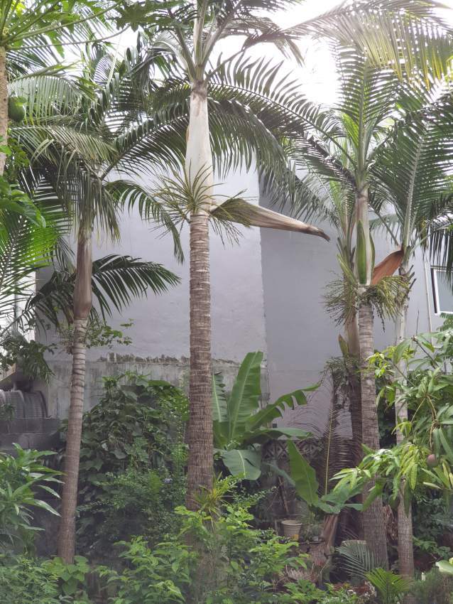 Palmiste trees on Aster Vender