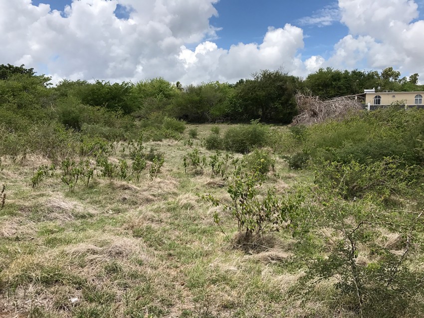 Cap Malheureux - 0 - Land  on Aster Vender