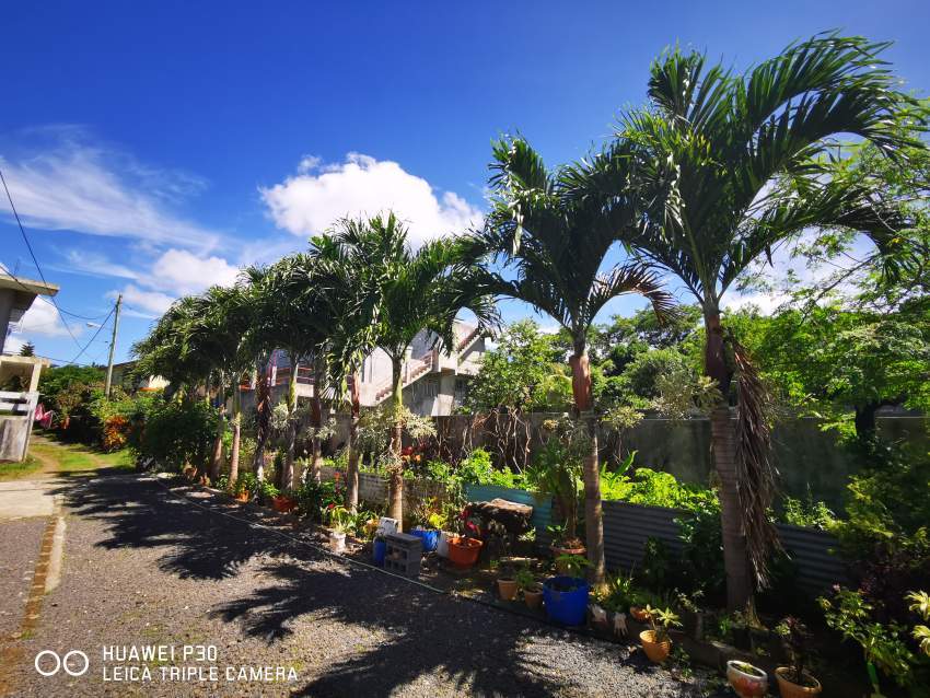 Palmiste Paque on Aster Vender