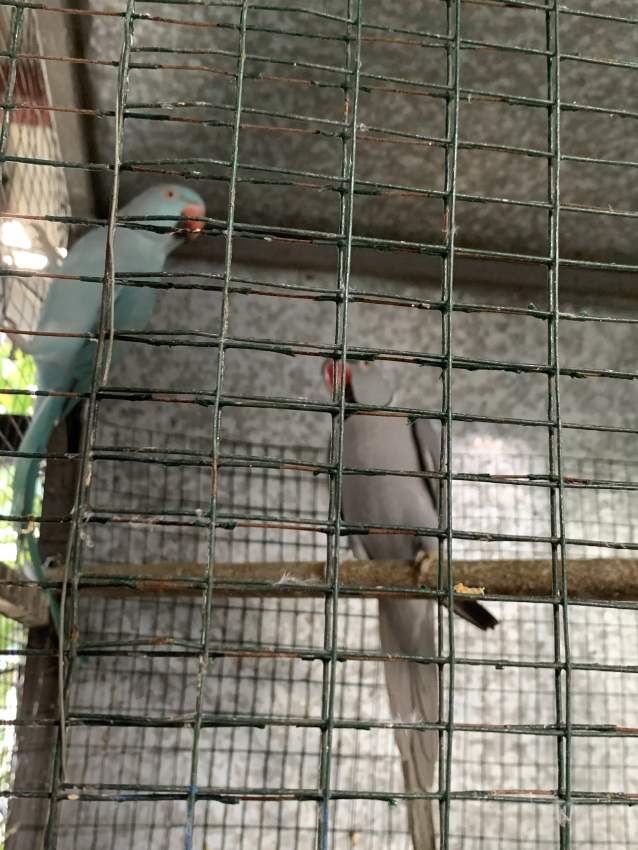 Adult cato  - 1 - Birds  on Aster Vender