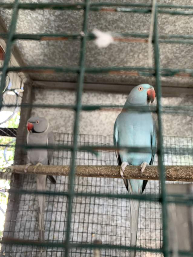 Adult cato  - 0 - Birds  on Aster Vender