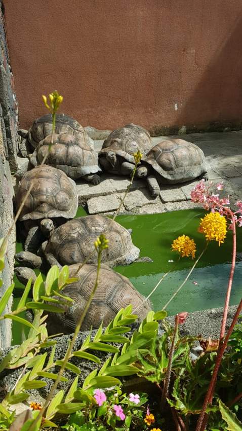 Land tortoises - 0 - Turtles  on Aster Vender