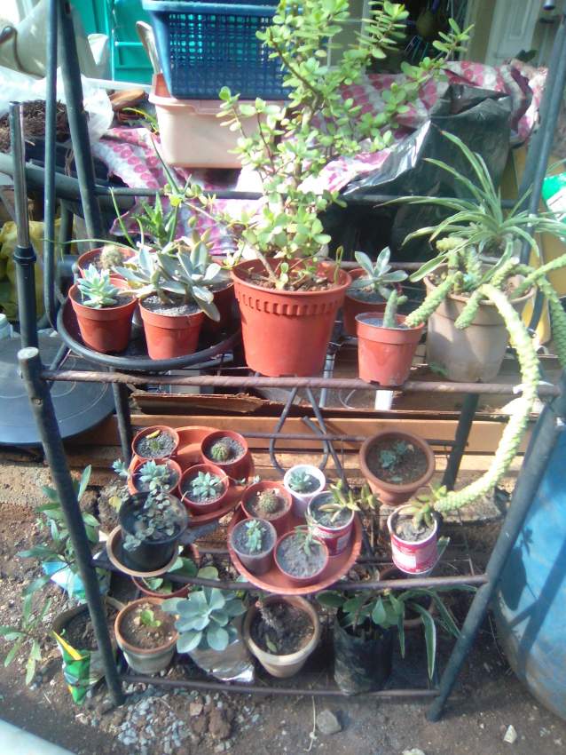 Fleur et captus - 0 - Plants and Trees  on Aster Vender