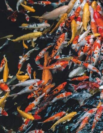 koi fish - 0 -  Aquarium fish  on Aster Vender