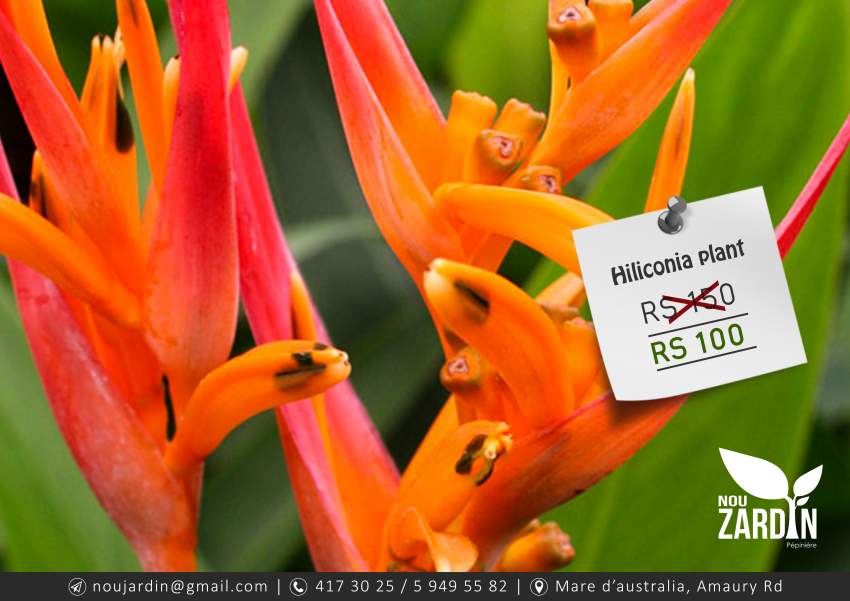 Hiliconia plant - 0 - Plants and Trees  on Aster Vender