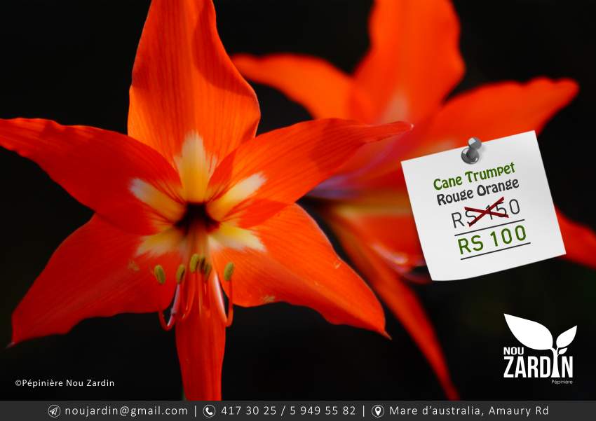 Cane Trumpet Plant - 0 - Plants and Trees  on Aster Vender