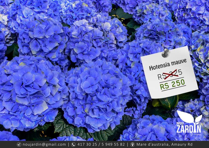 Hortensia plant - 0 - Plants and Trees  on Aster Vender