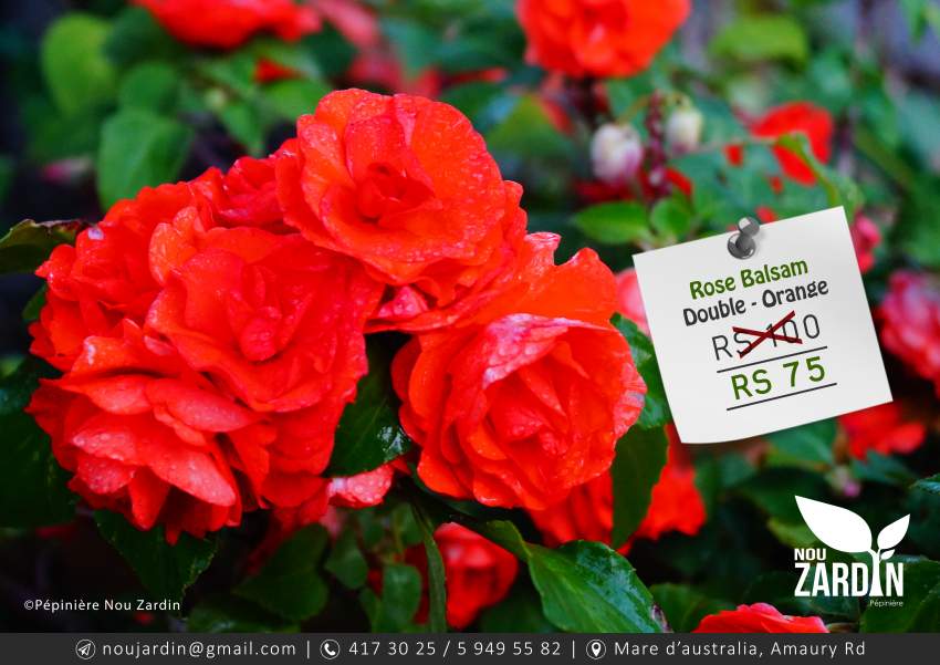 Rose Balsam Double Plant - 0 - Plants and Trees  on Aster Vender