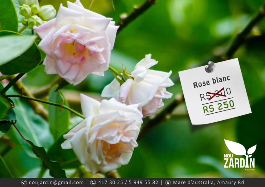 Rose Plant - 0 - Plants and Trees  on Aster Vender