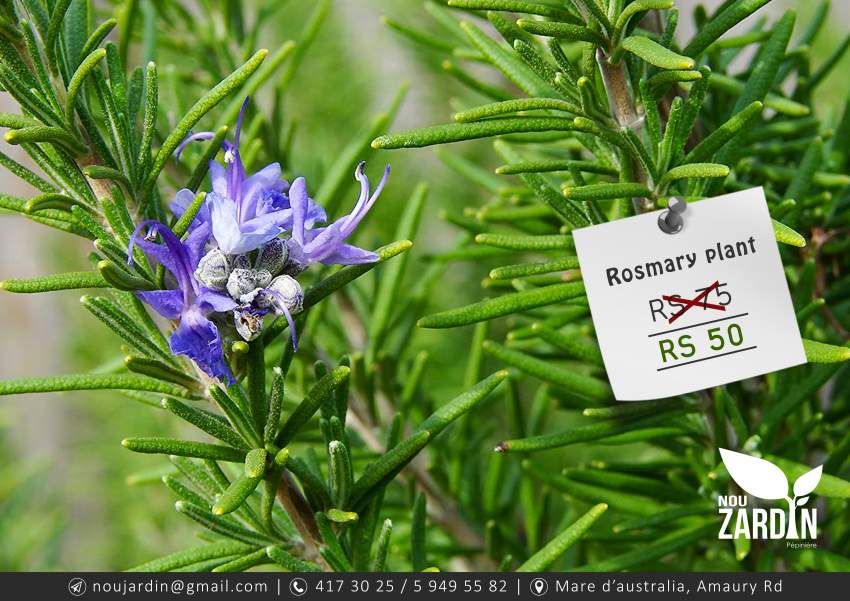 Rosemary Plant - 0 - Plants and Trees  on Aster Vender