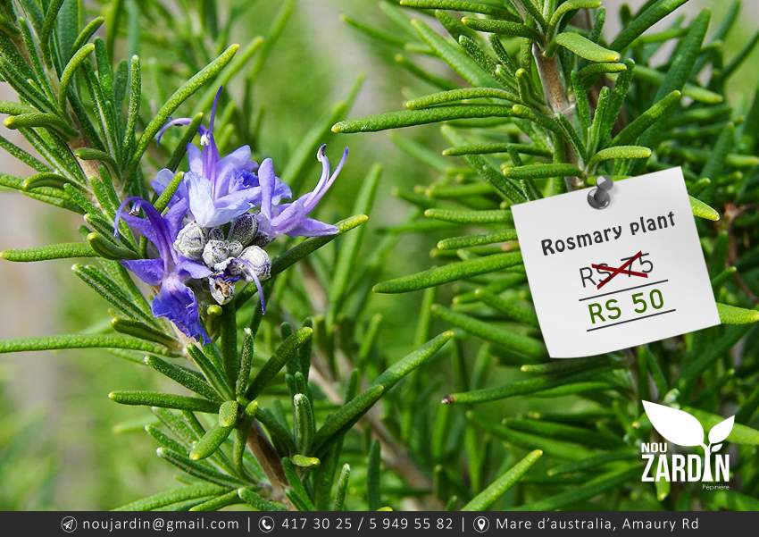 Rosemary Plant - 0 - Plants and Trees  on Aster Vender