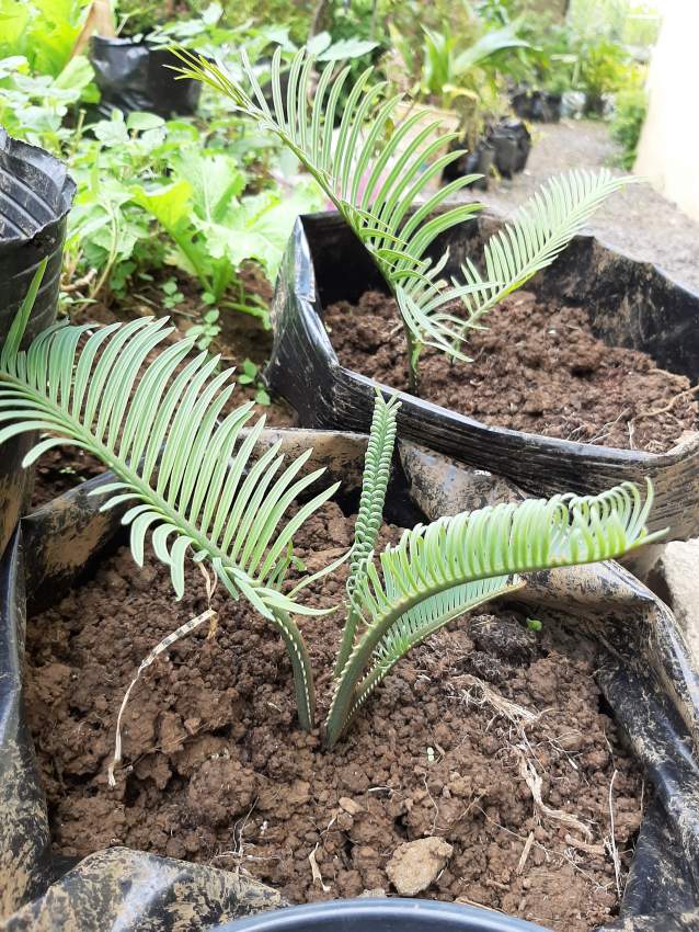 Sagoo plants  - Plants and Trees on Aster Vender
