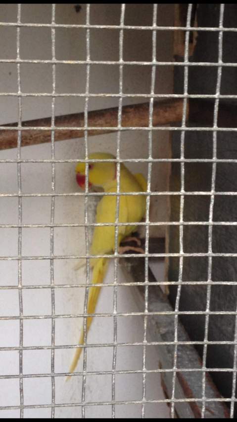 Birds - 1 - Birds  on Aster Vender