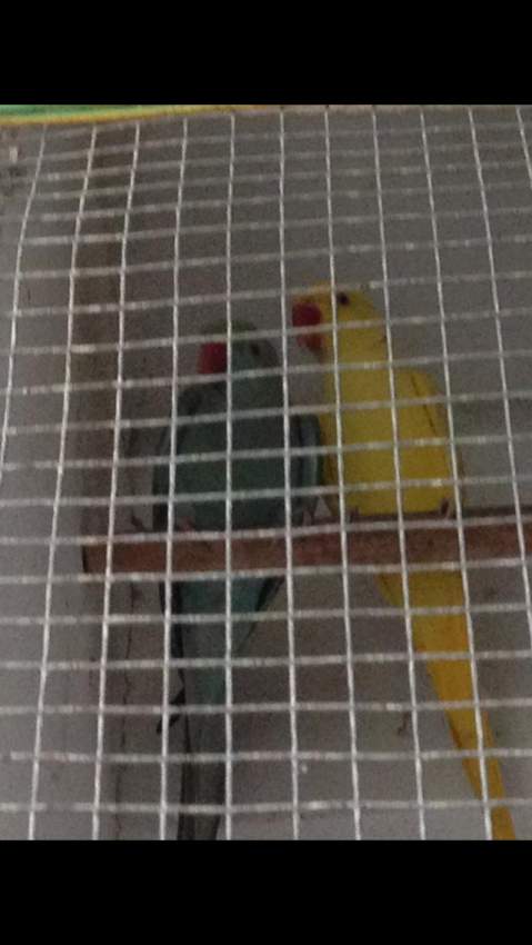 Birds - 0 - Birds  on Aster Vender