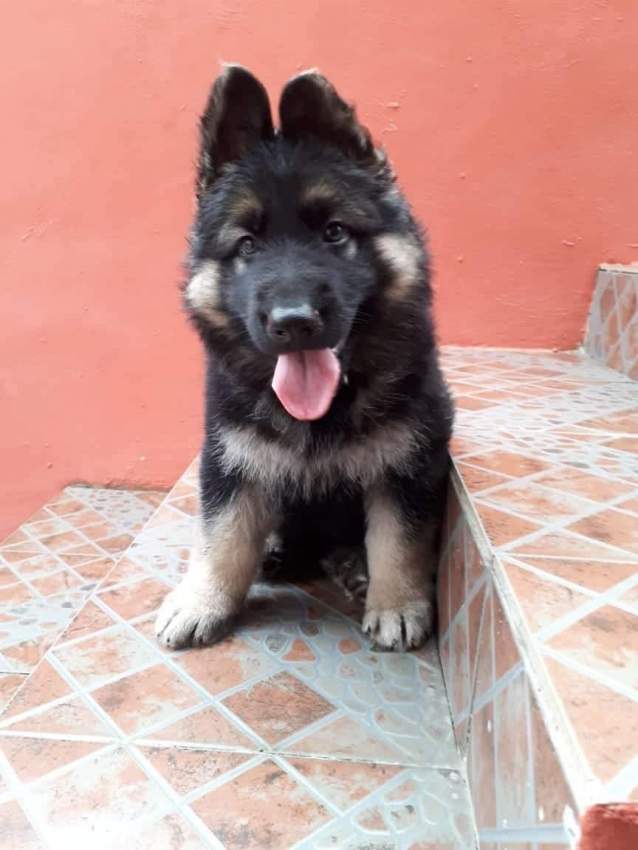 Purebred German Shepherd Puppies - RESERVE NOW - Dogs on Aster Vender