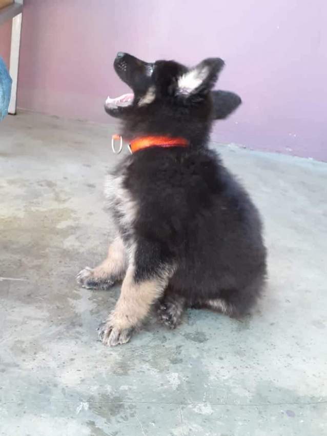 Purebred German Shepherd Puppies - RESERVE NOW - Dogs on Aster Vender