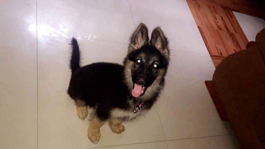 Purebred German Shepherd Puppies - RESERVE NOW - 9 - Dogs  on Aster Vender
