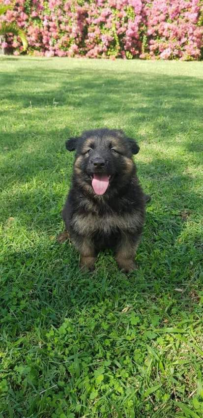 Purebred German Shepherd Puppies - RESERVE NOW - 4 - Dogs  on Aster Vender