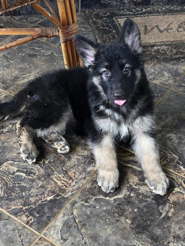 Purebred German Shepherd Puppies - RESERVE NOW - 3 - Dogs  on Aster Vender