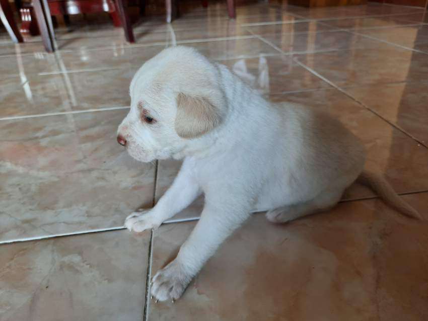 5 Puppies  - 0 - Dogs  on Aster Vender