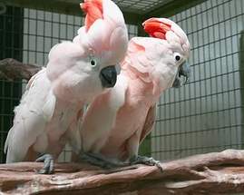 Moluccan Cockatoo - 0 - Birds  on Aster Vender
