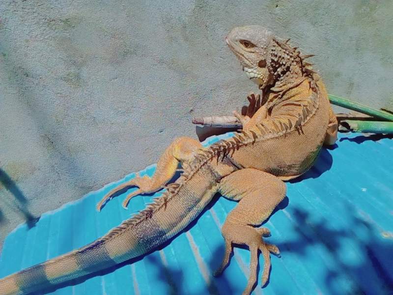 Adult iguana - 0 - Reptiles & Amphibians  on Aster Vender