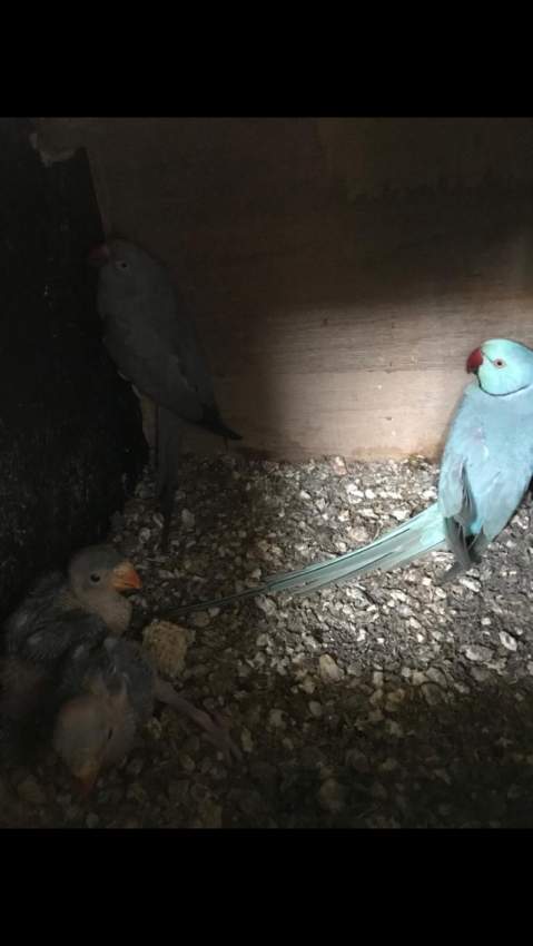 Birds - 0 - Birds  on Aster Vender