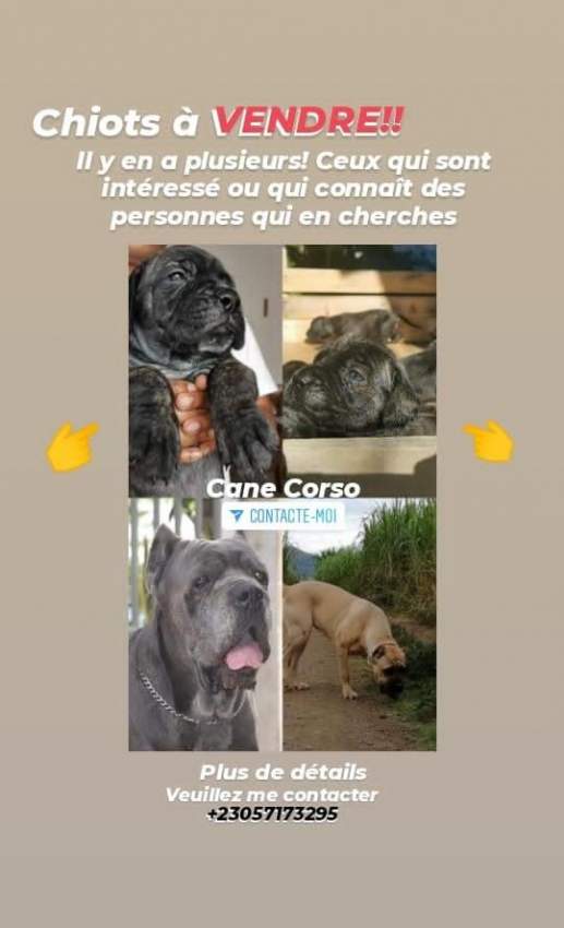 Cane Corso a vendre - 0 - Dogs  on Aster Vender