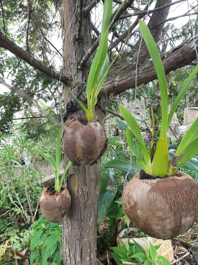 Orchidée pluie étoilée - 1 - Plants and Trees  on Aster Vender